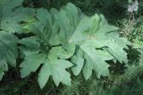 Heracleum dissectum