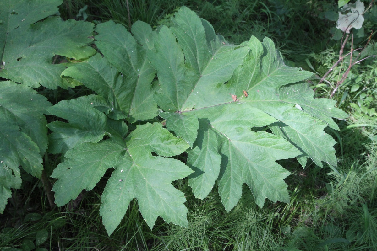 Изображение особи Heracleum dissectum.