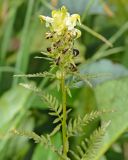 Pedicularis compacta