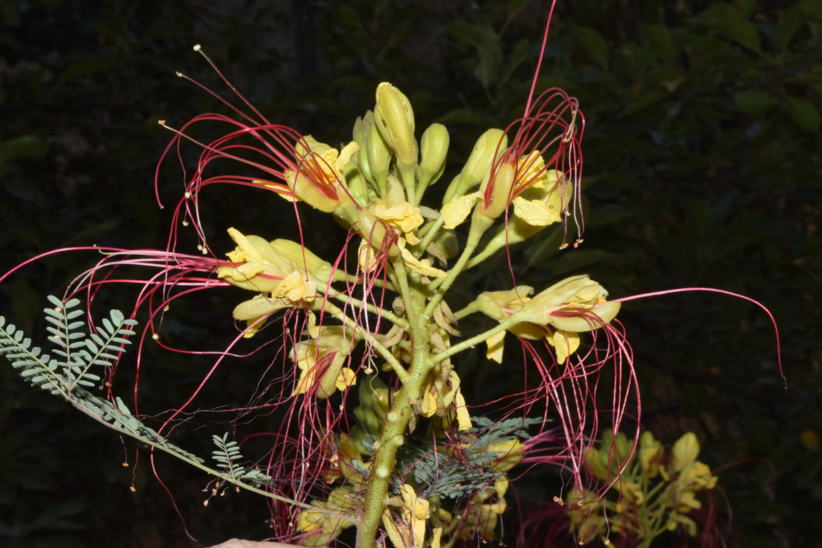 Изображение особи Caesalpinia gilliesii.