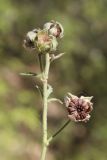 Althaea narbonensis. Верхушка побега с плодами. Крым, Севастополь, окр. Балаклавы, шибляк. 16.08.2020.