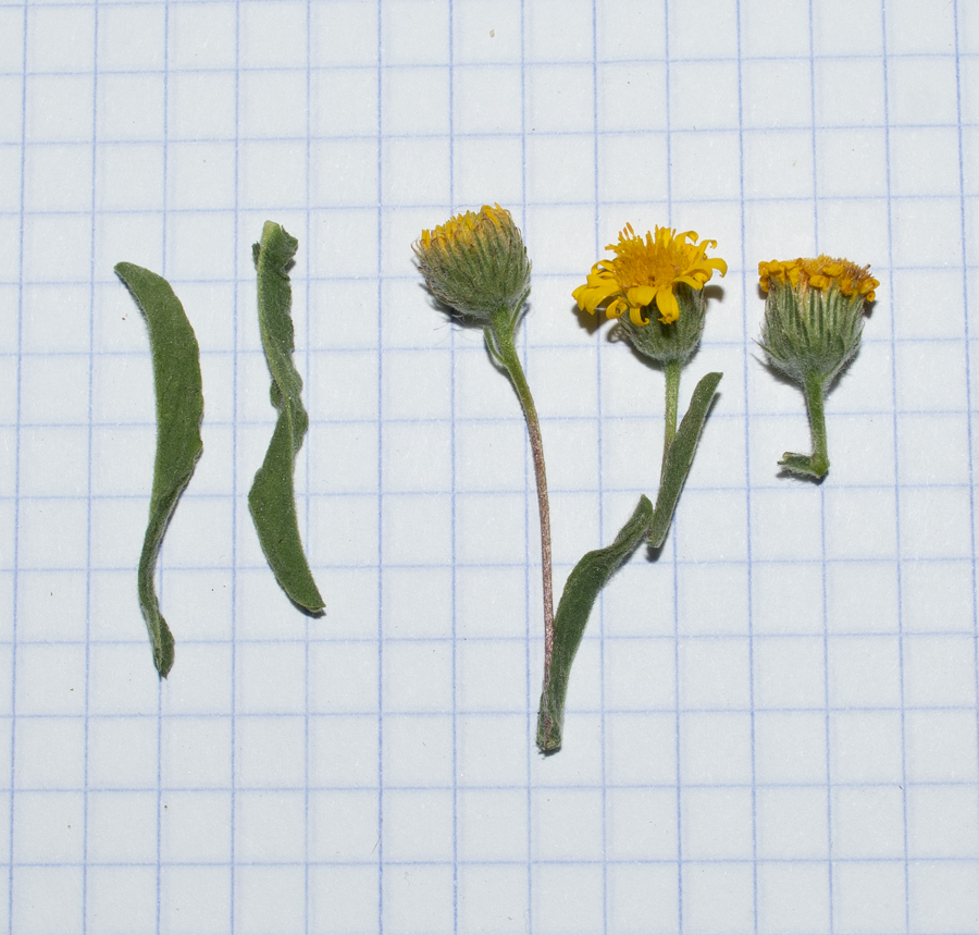 Image of Pulicaria arabica specimen.