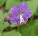 Geranium macrorrhizum. Цветок. Греция, Центральная Македония, Вермио (Βέρμιο), 1100 м н.у.м. 15.06.2014.