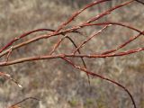 Salix dshugdshurica. Часть ветви с распускающимися почками. Магаданская обл., окр. г. Магадан, нижнее течение р. Магаданка, в разреженном ивняке. 15.05.2019.