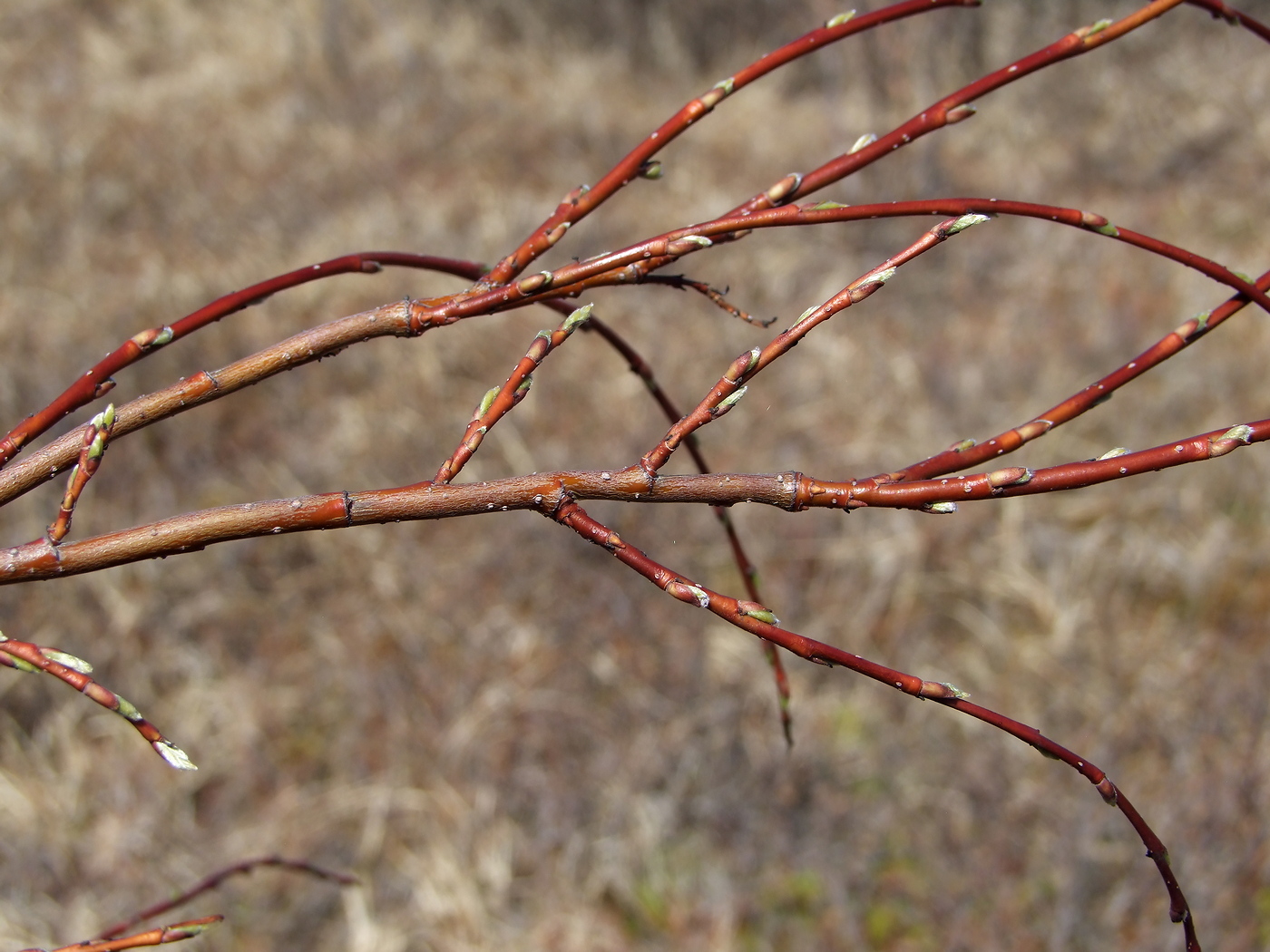 Image of Salix dshugdshurica specimen.