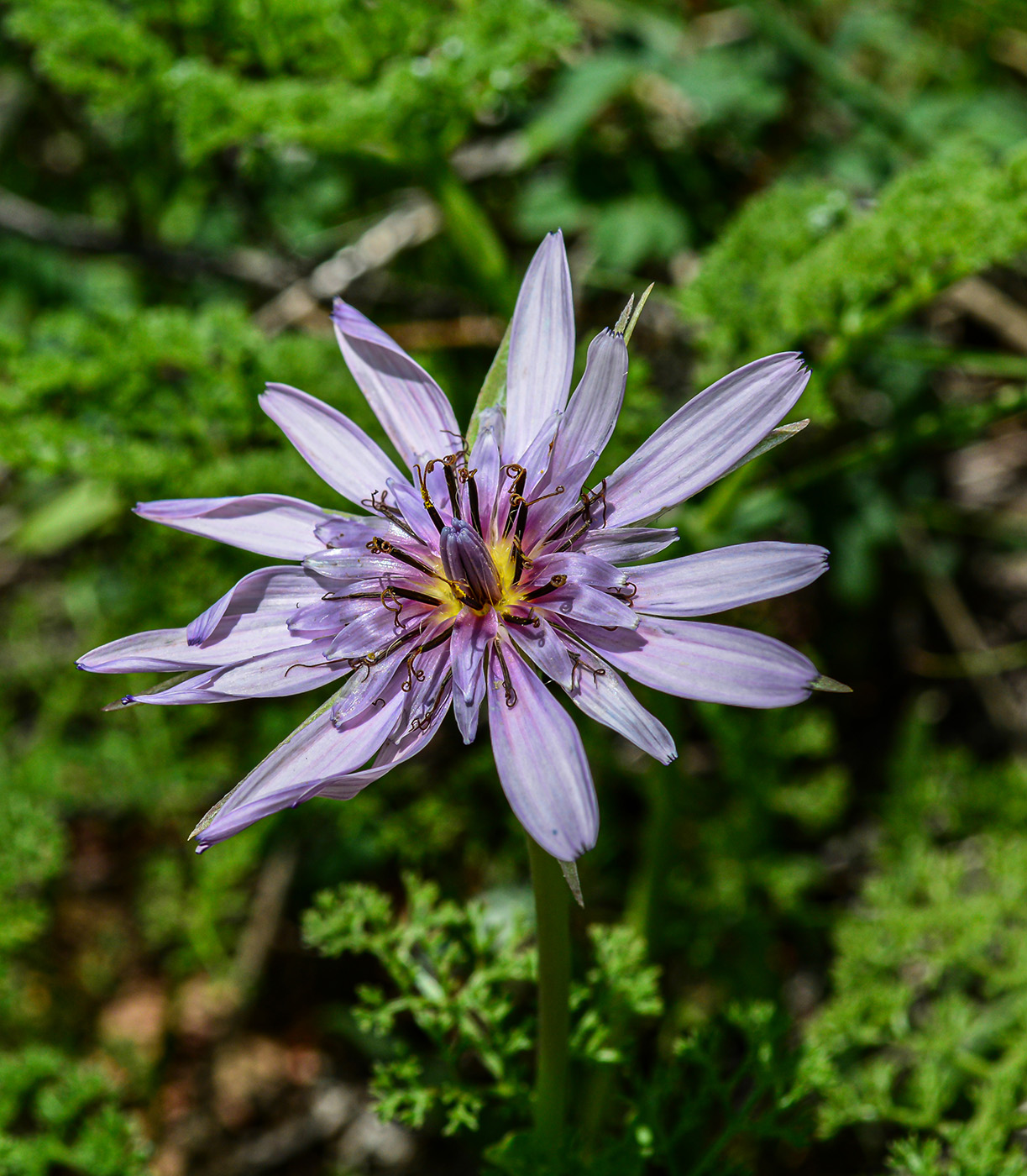 Изображение особи Tragopogon malikus.