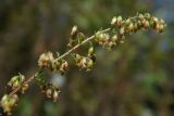 Artemisia scoparia