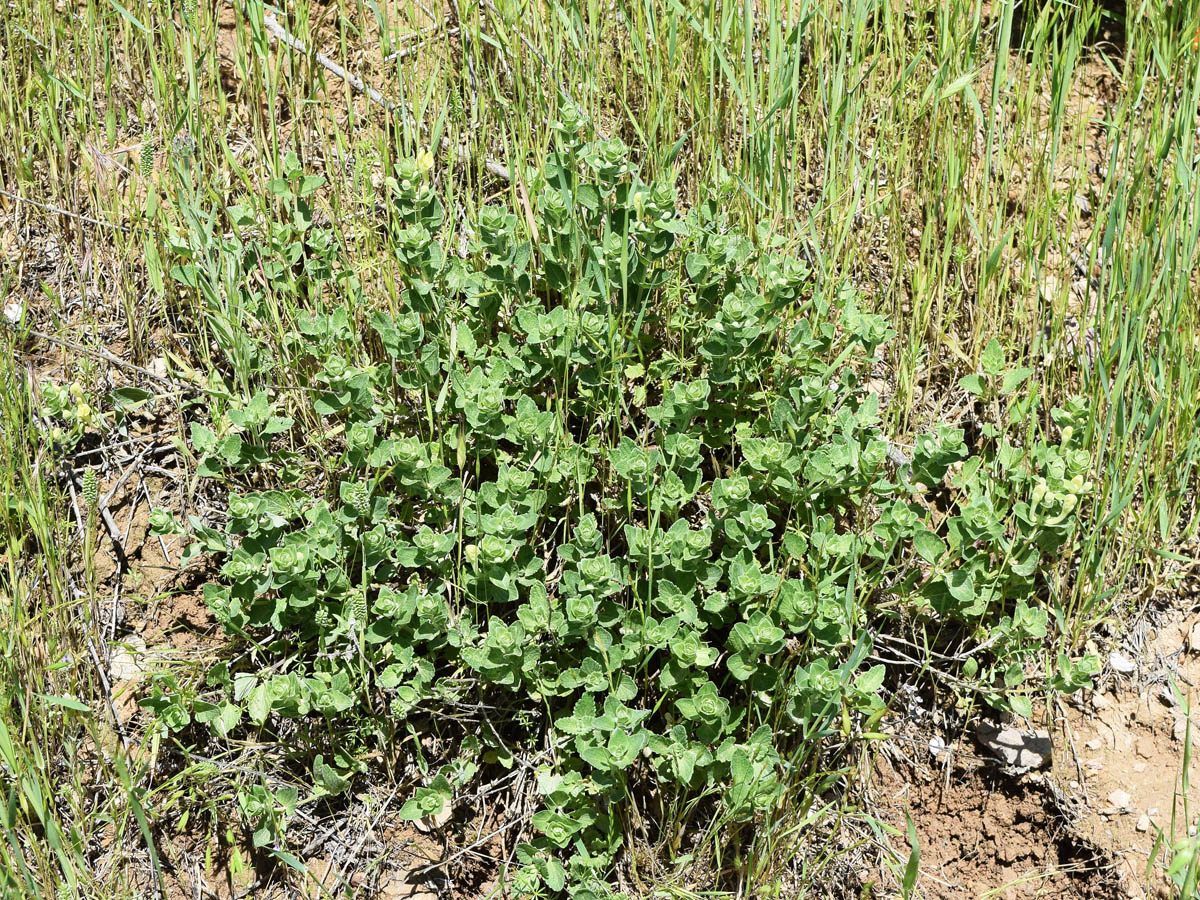 Image of Scutellaria microdasys specimen.