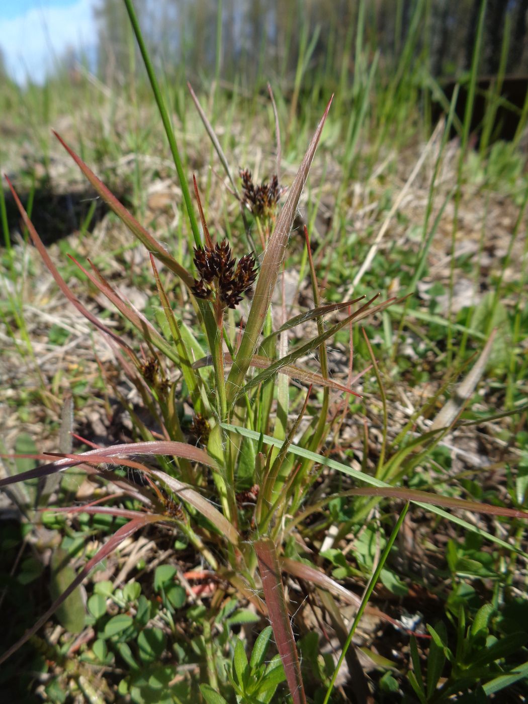 Image of Luzula multiflora specimen.