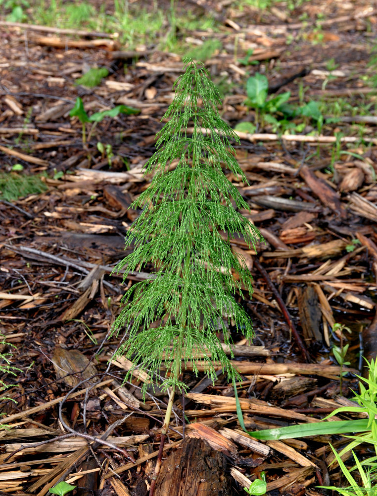 Изображение особи Equisetum sylvaticum.