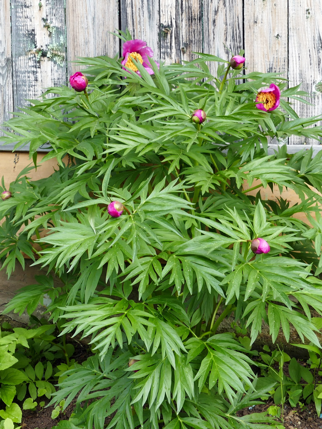 Image of Paeonia anomala specimen.