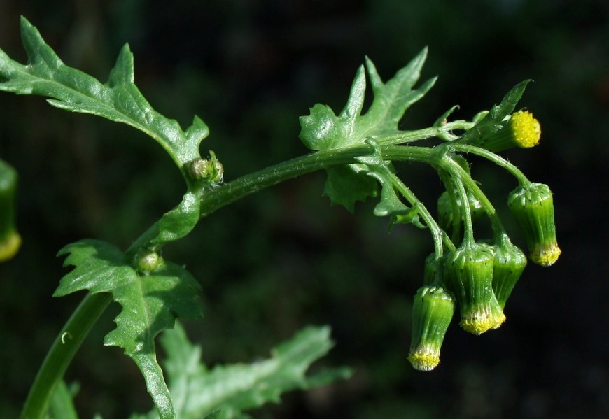 Image of Senecio vulgaris specimen.