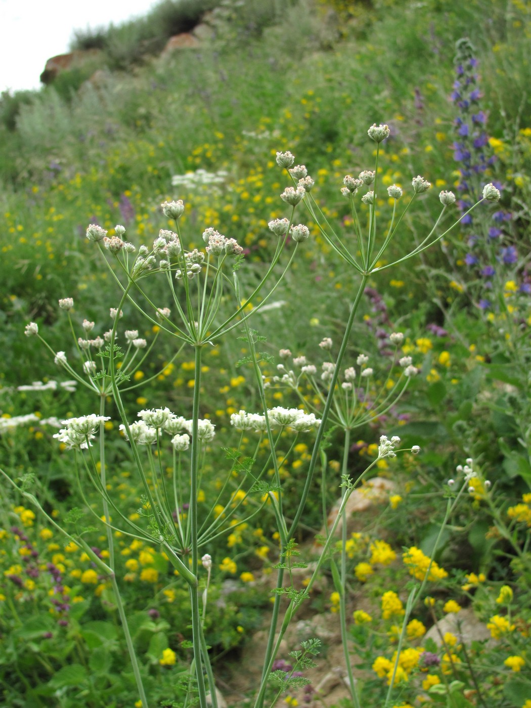 Изображение особи Astrodaucus orientalis.