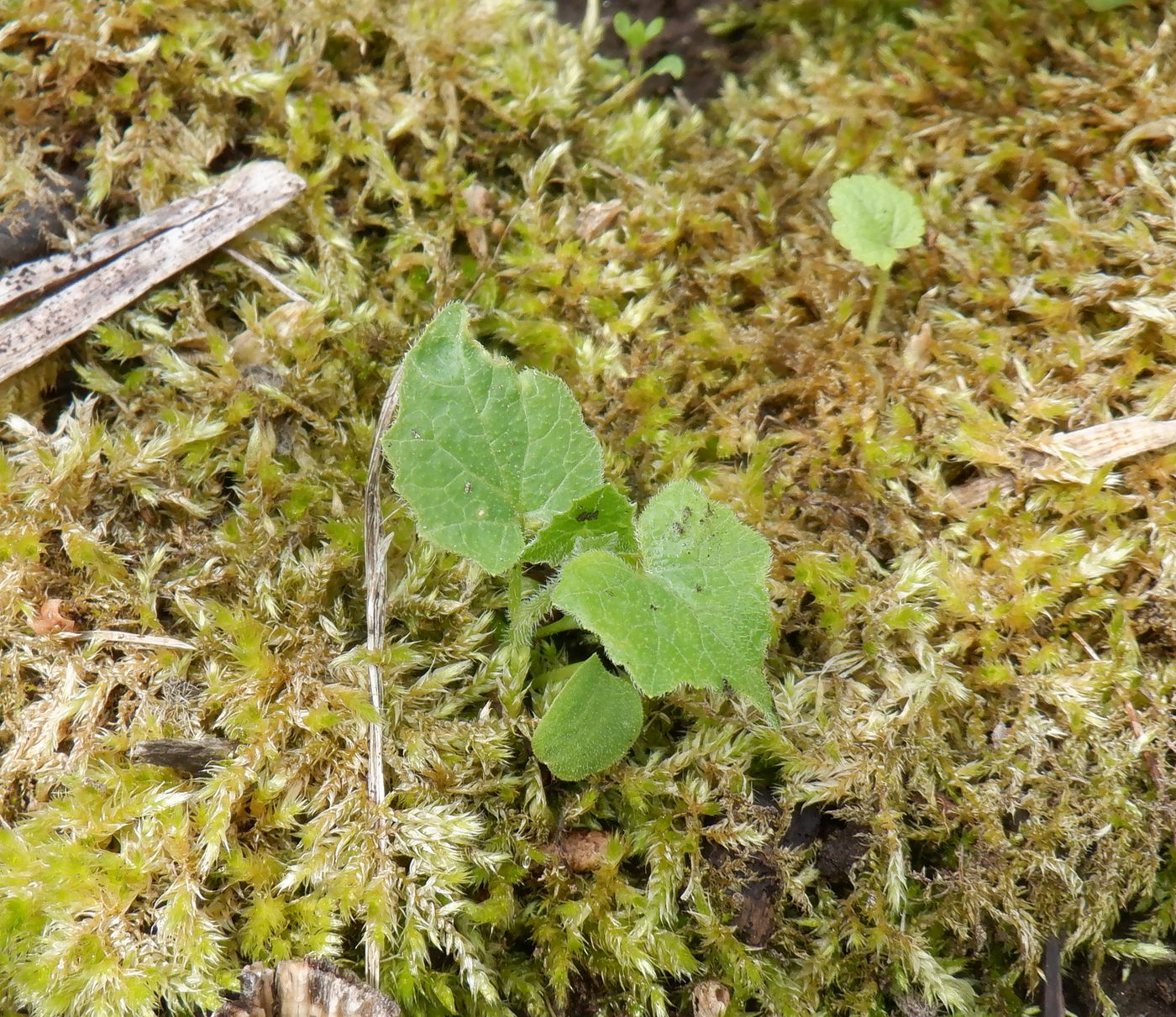Image of Bryonia alba specimen.