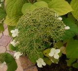 Hydrangea arborescens. Незрелое соплодие. Тверская обл., г. Тверь, Заволжский р-н, пос. Киселёво, около частного дома. 14 сентября 2020 г.