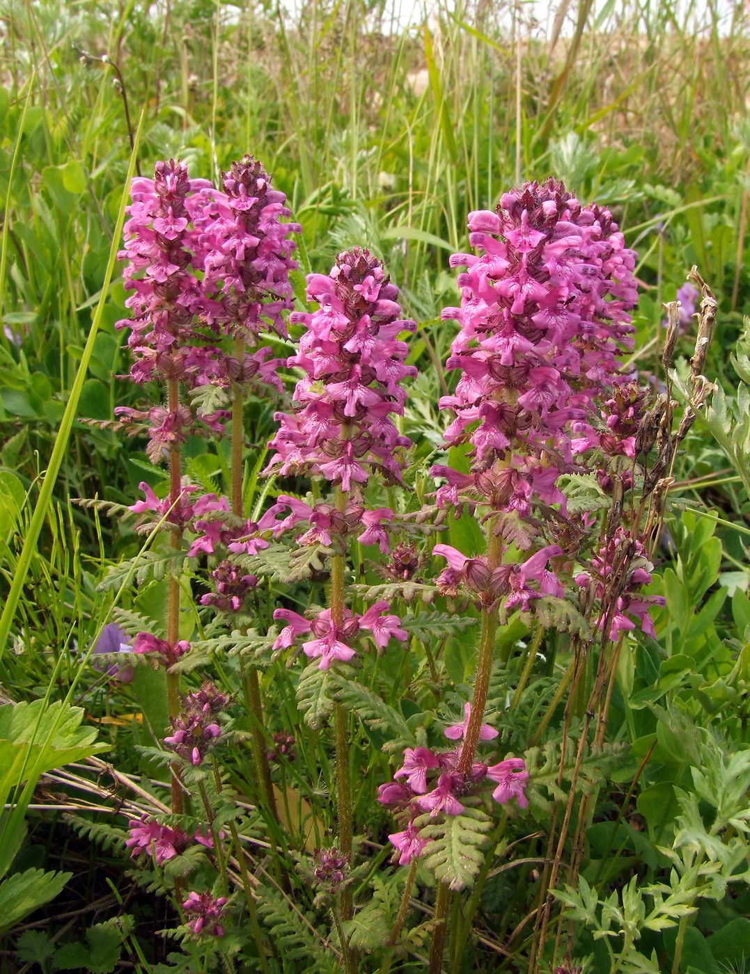 Изображение особи Pedicularis verticillata.