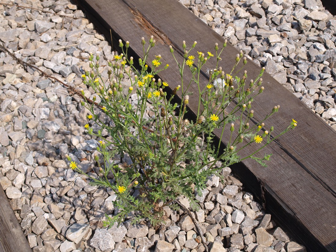 Image of Senecio viscosus specimen.