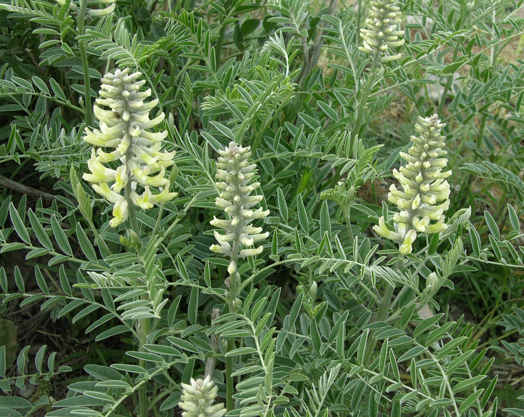 Image of Pseudosophora alopecuroides specimen.