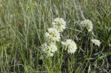 Allium stellerianum