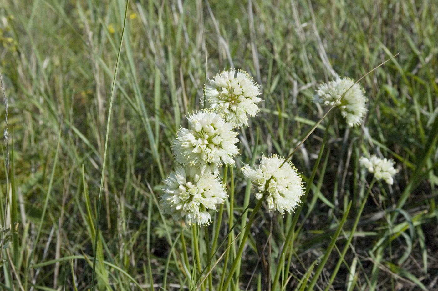 Изображение особи Allium stellerianum.