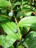 Polygonatum odoratum