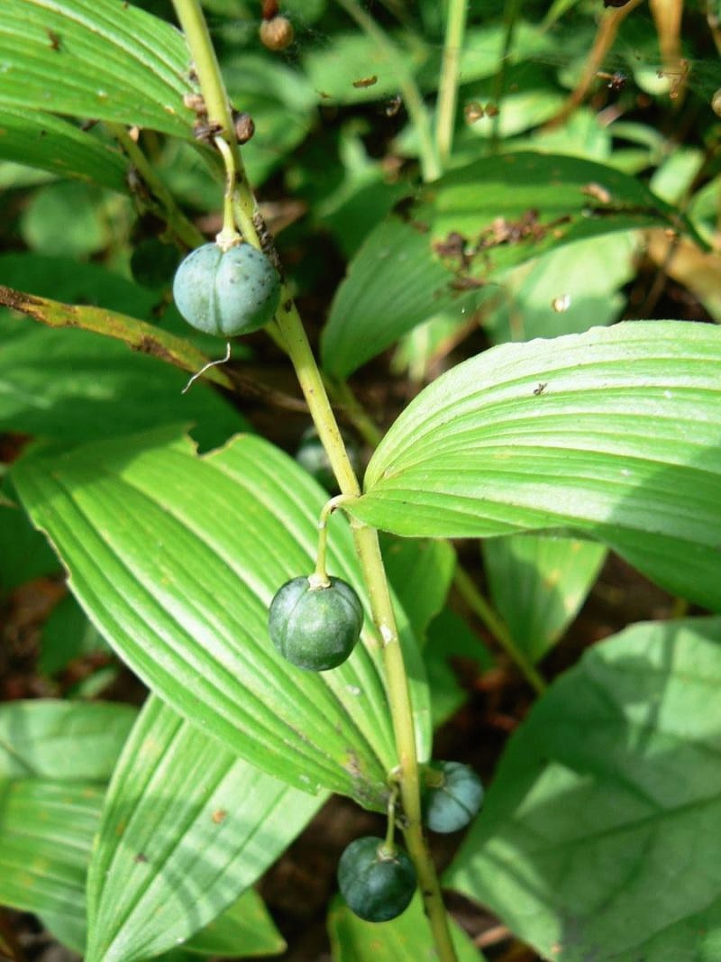 Image of Polygonatum odoratum specimen.