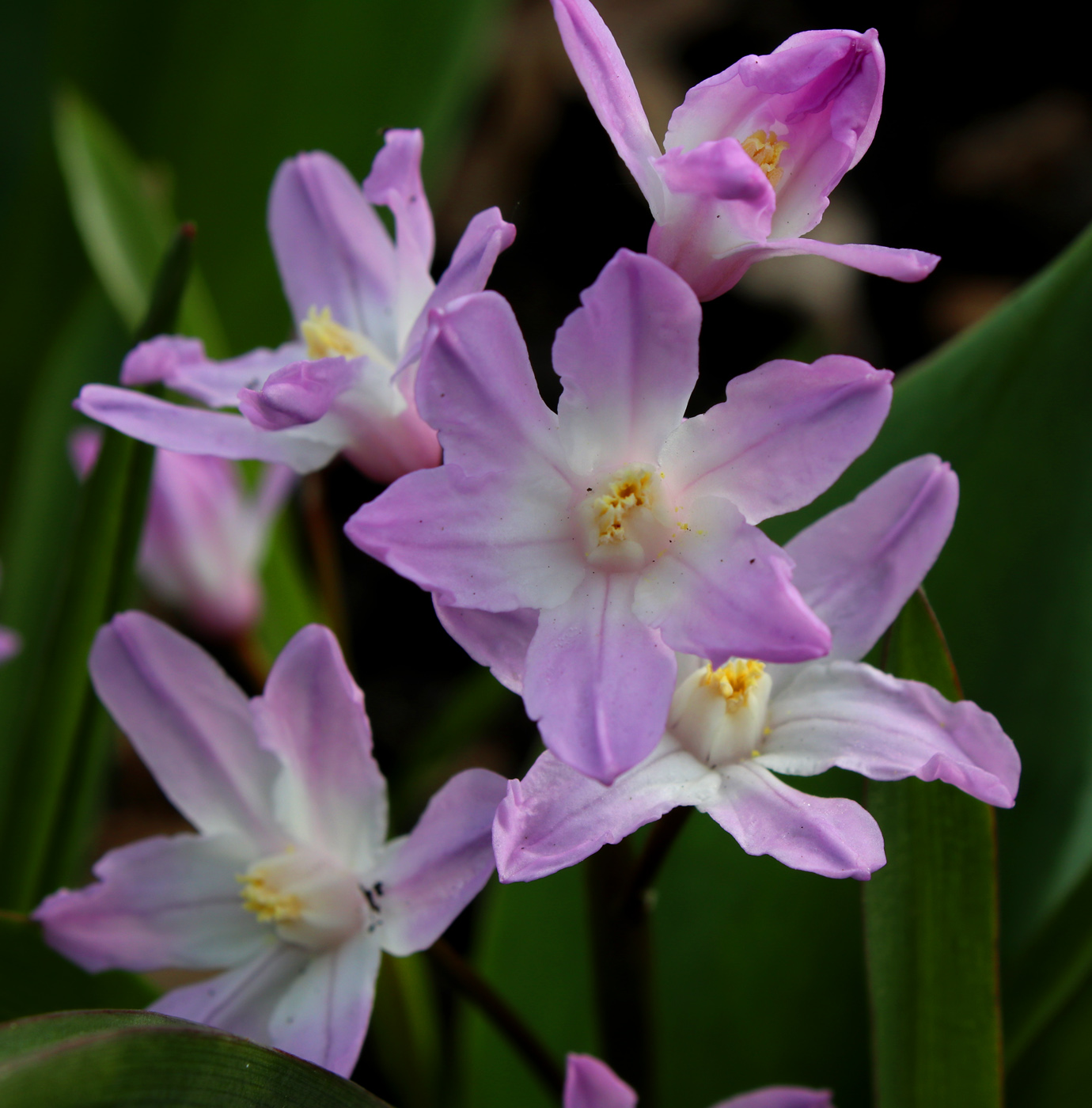 Image of Chionodoxa luciliae var. rosea specimen.