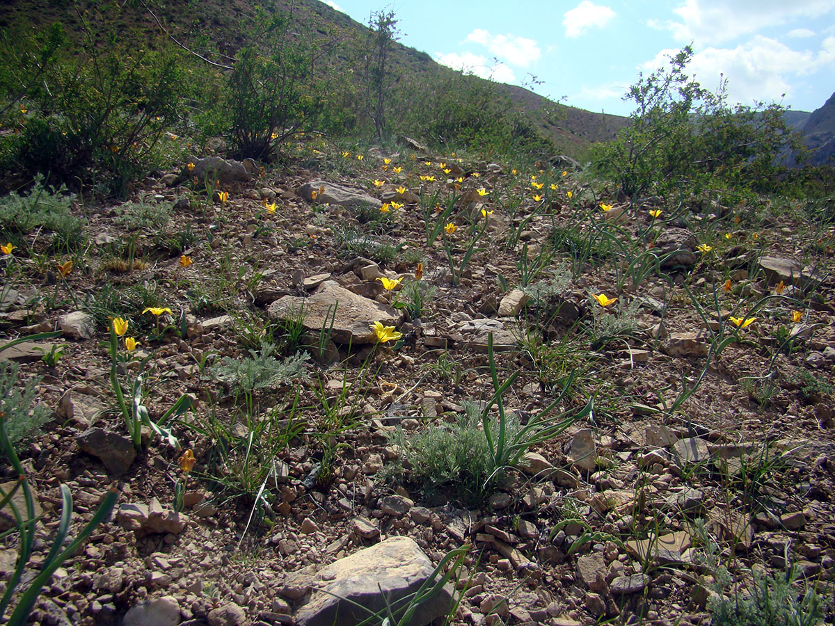 Изображение особи Tulipa talassica.