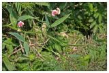 Lathyrus sylvestris