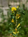 Chamaecytisus ruthenicus