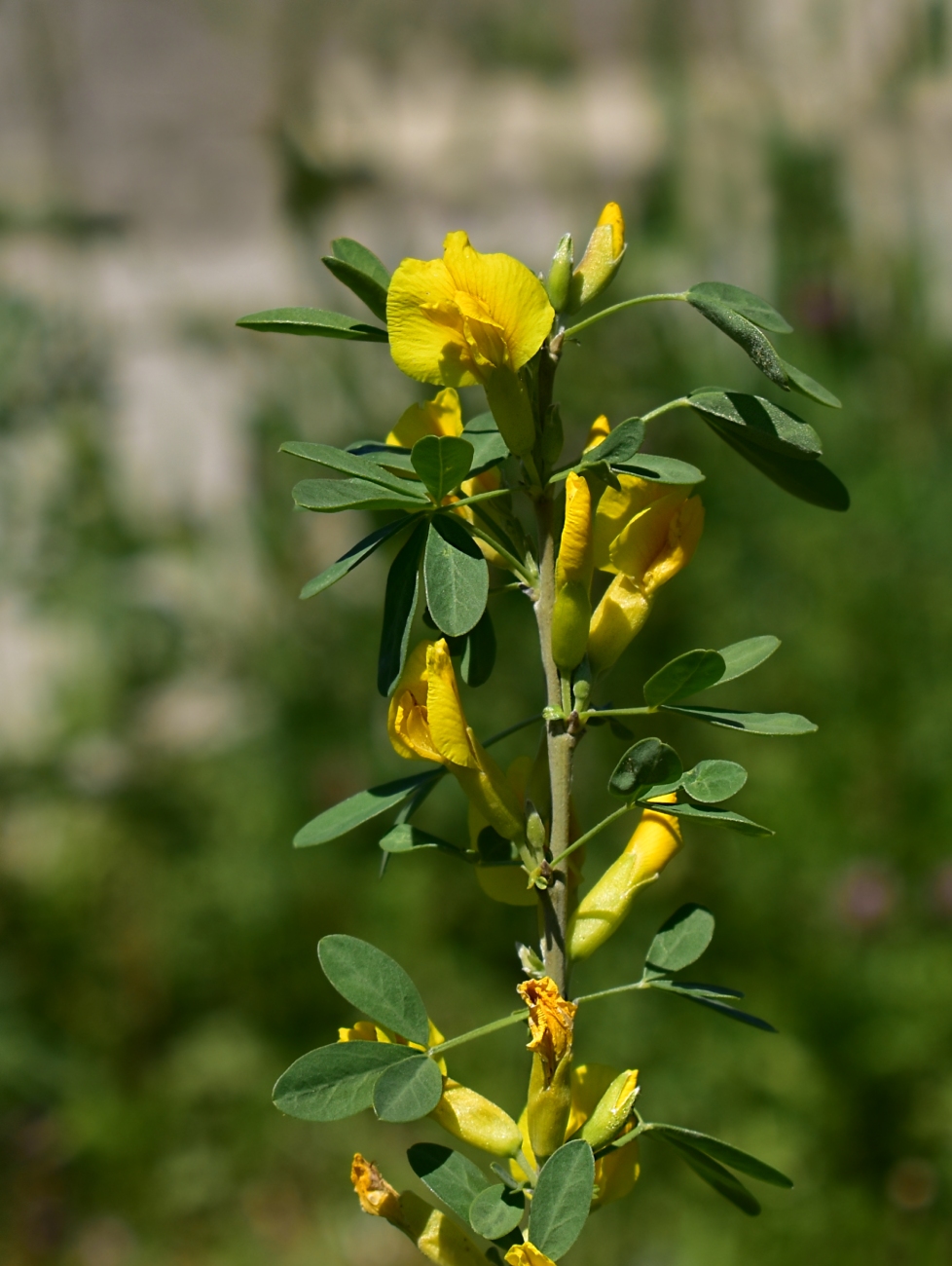 Image of Chamaecytisus ruthenicus specimen.