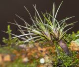 genus Tillandsia