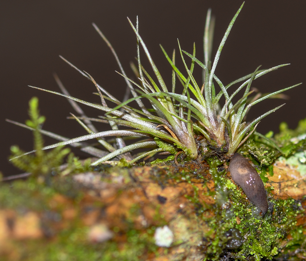 Изображение особи род Tillandsia.