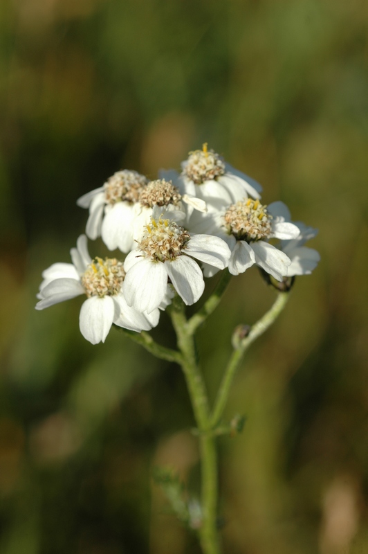 Image of Achillea ledebourii specimen.