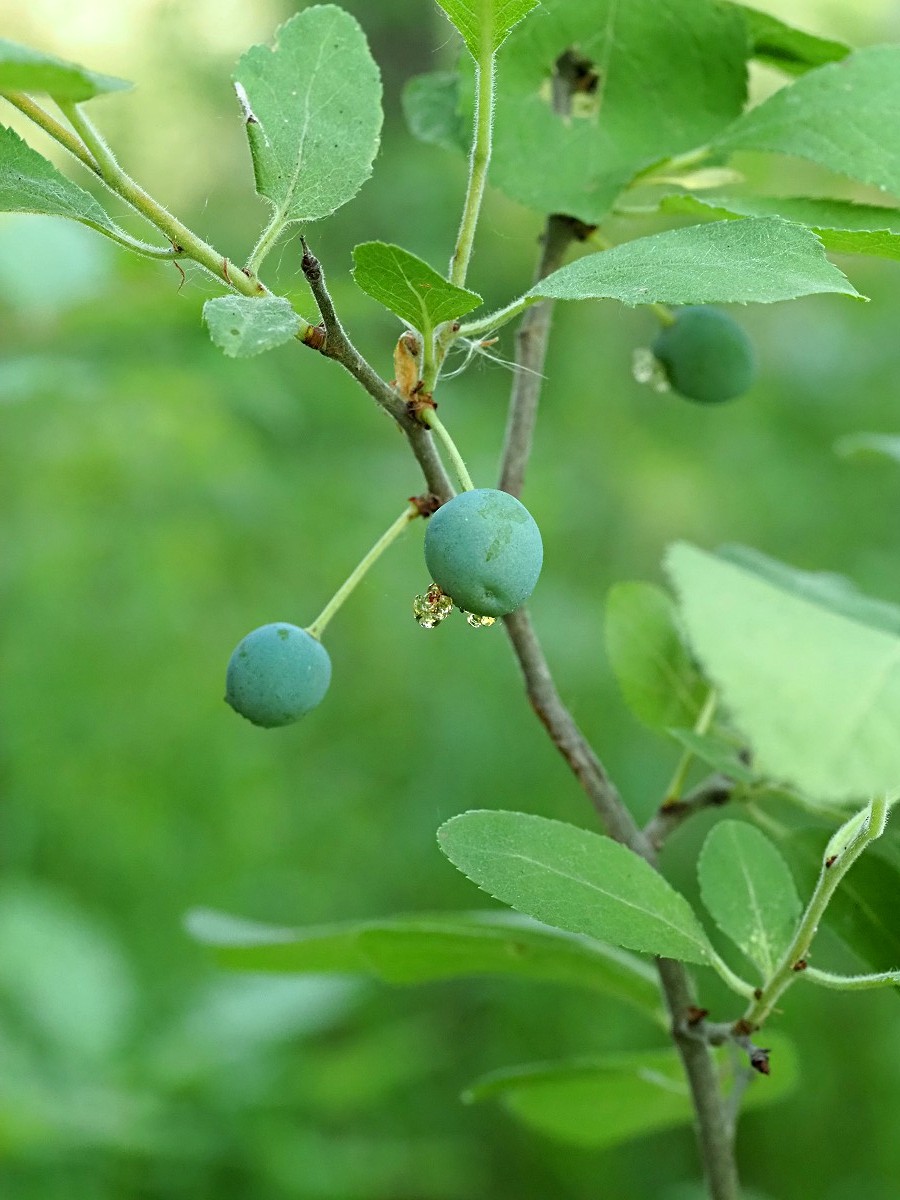 Image of Prunus spinosa specimen.