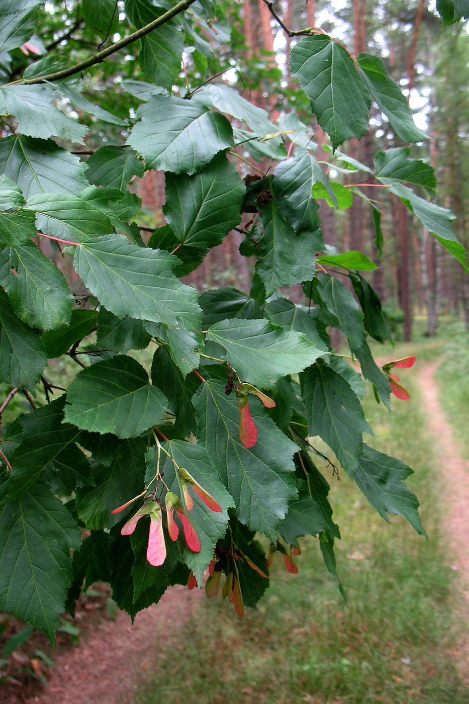 Изображение особи Acer tataricum.