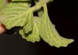 Coleus australis