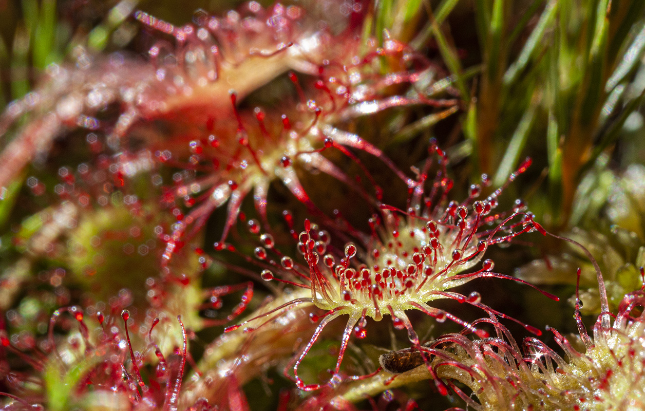 Image of Drosera rotundifolia specimen.