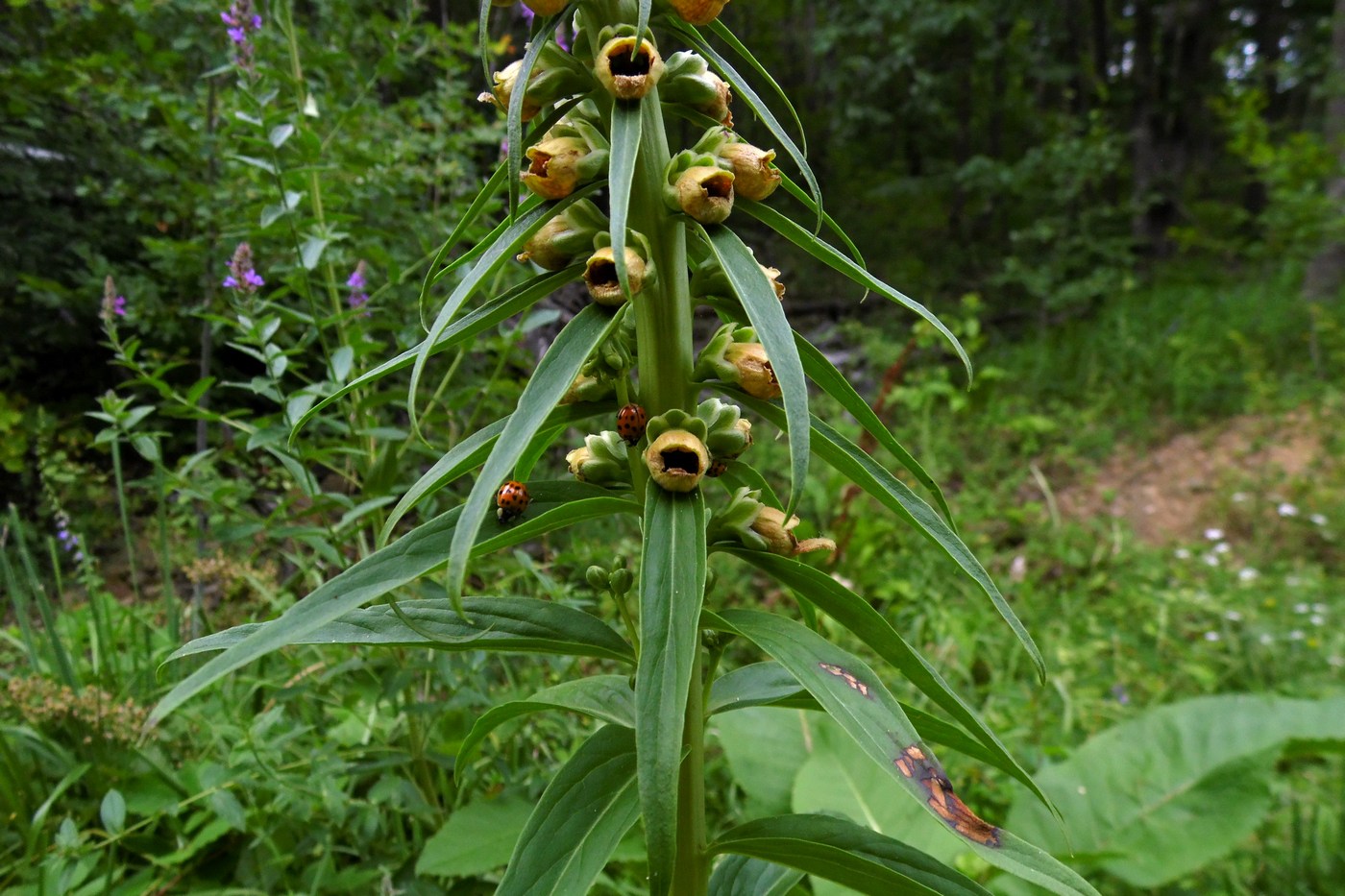 Изображение особи Digitalis schischkinii.