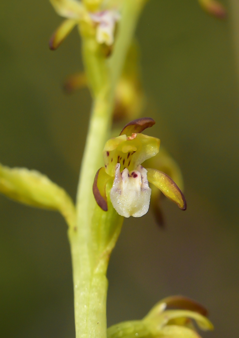 Изображение особи Corallorhiza trifida.