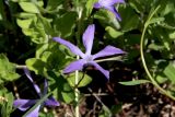 Vinca pubescens