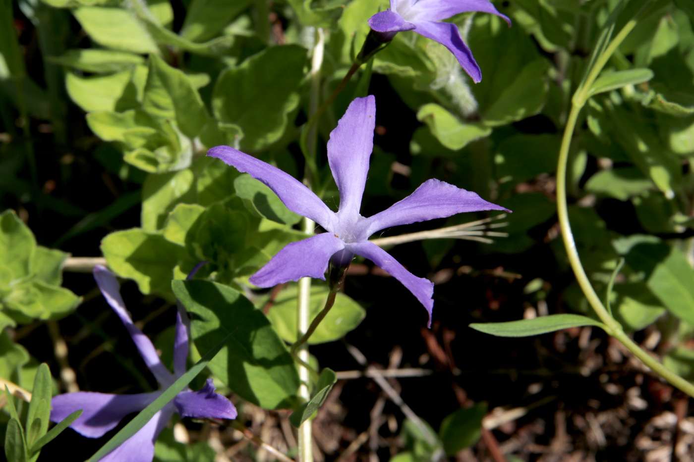 Изображение особи Vinca pubescens.