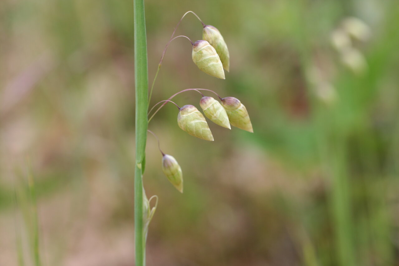 Image of Briza maxima specimen.