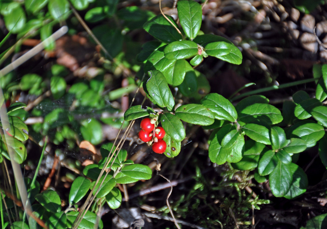 Image of Vaccinium vitis-idaea specimen.