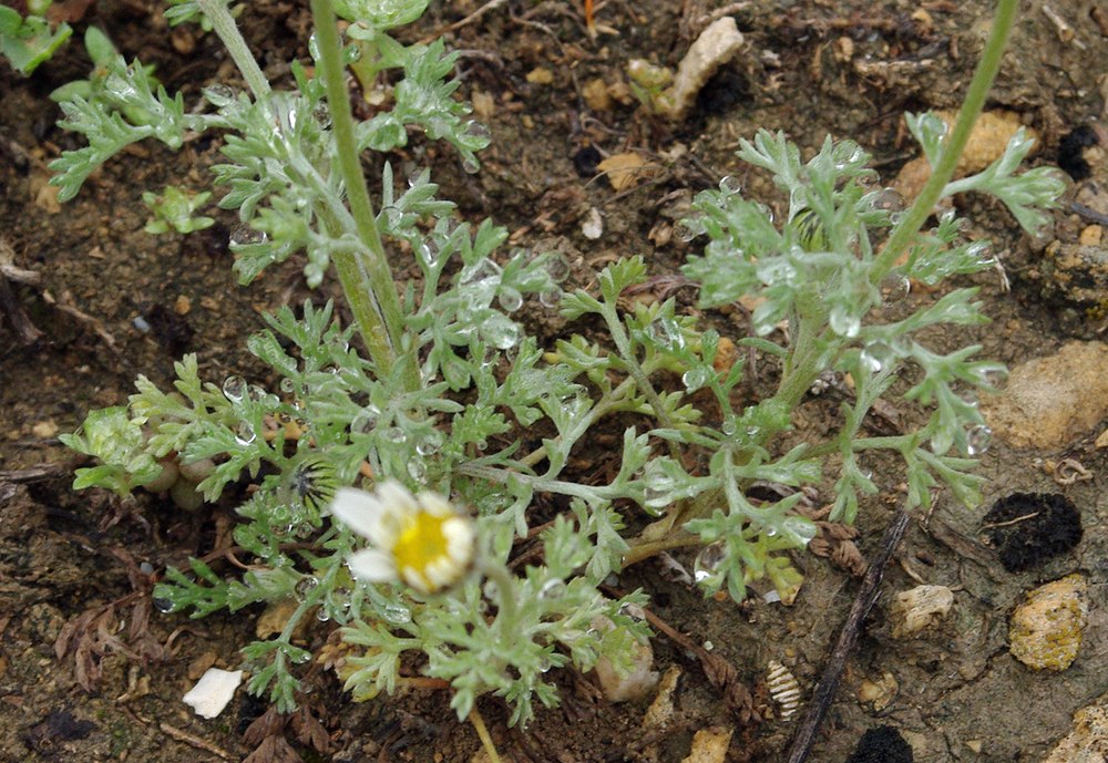 Image of Anthemis candidissima specimen.