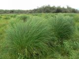 Carex appendiculata