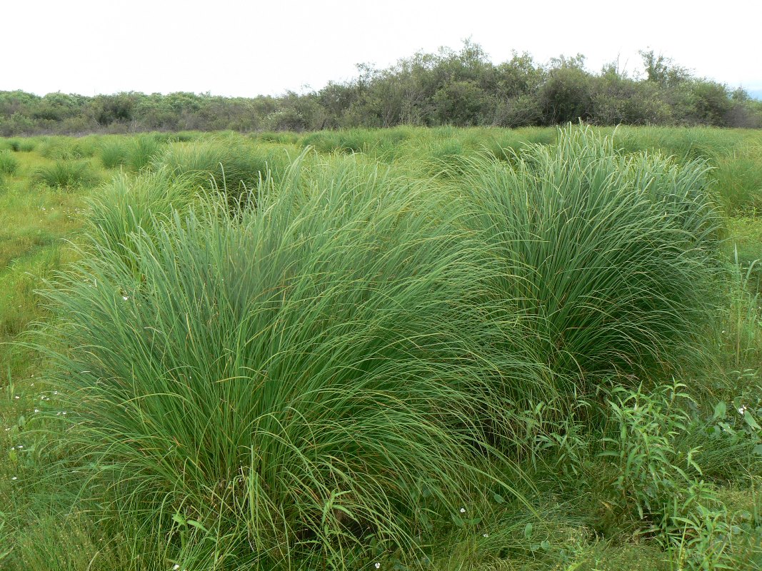 Изображение особи Carex appendiculata.