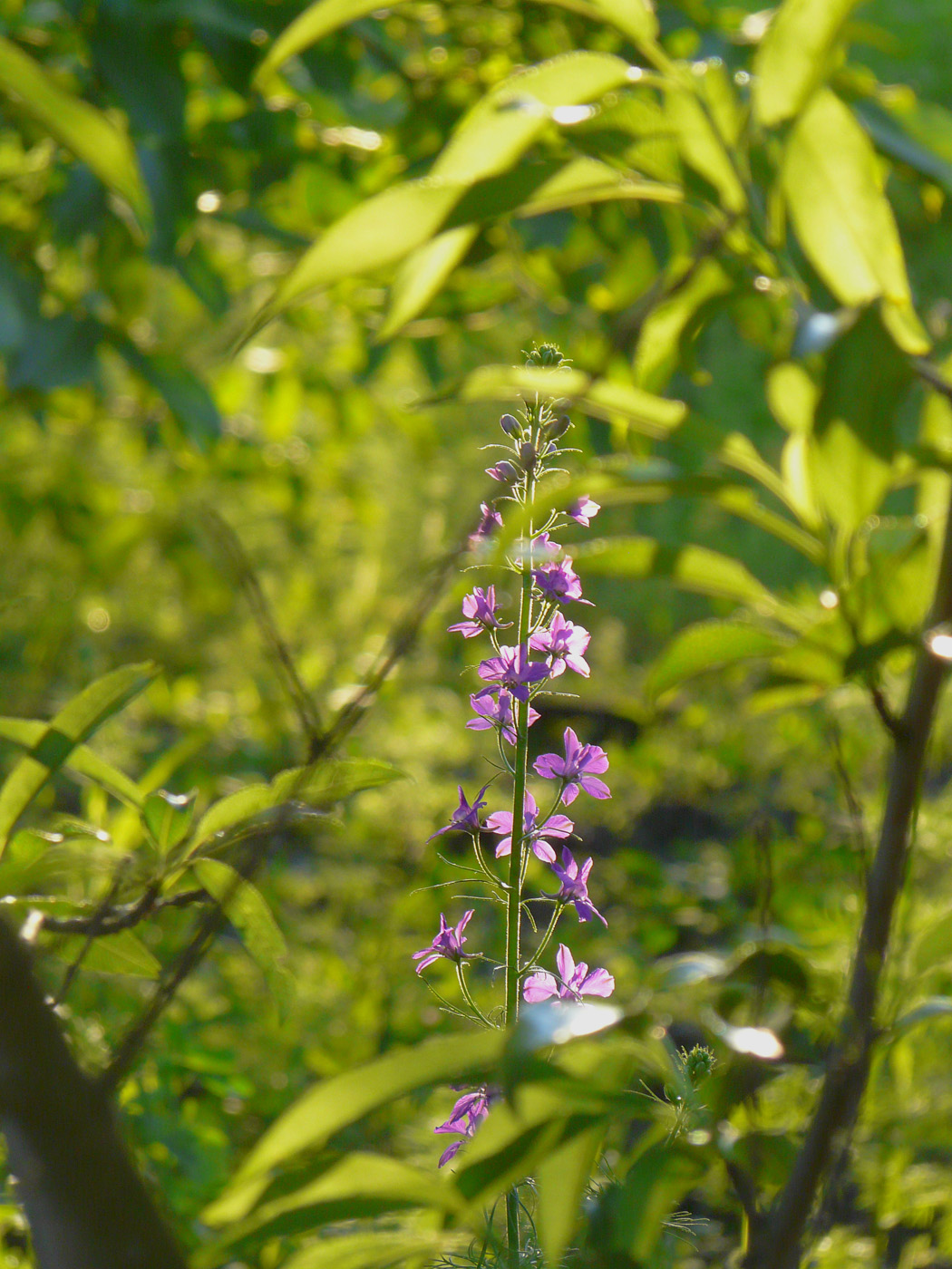 Image of Delphinium ajacis specimen.