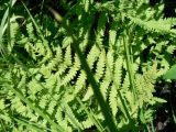 Thelypteris palustris