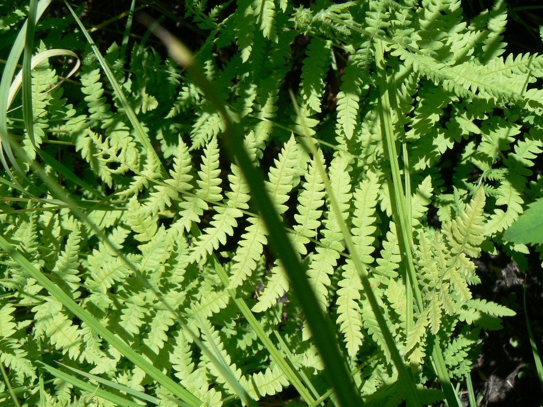 Изображение особи Thelypteris noveboracensis.